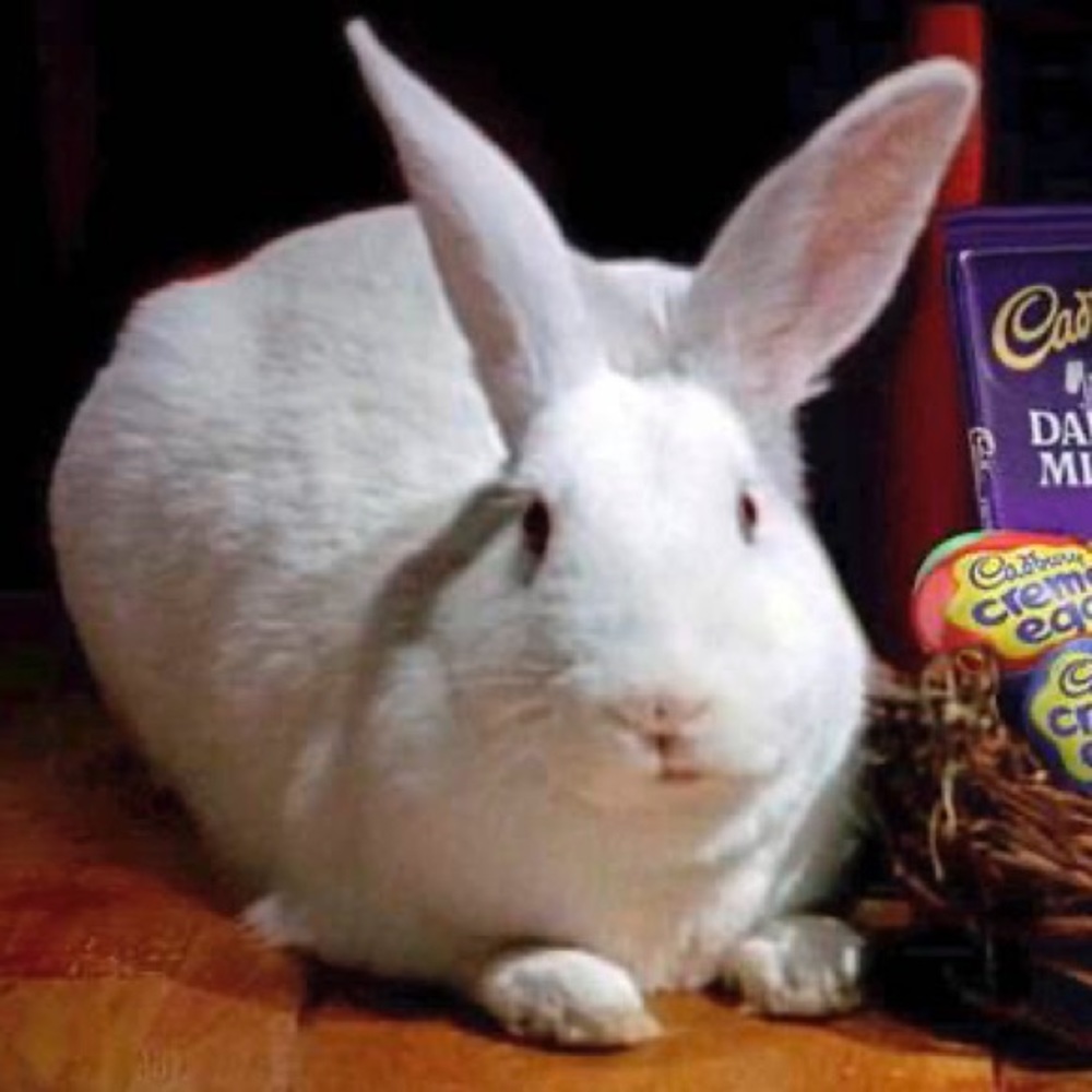 Meet your Posher, Josh